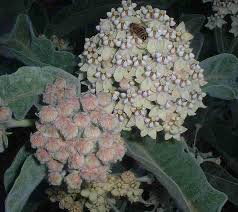 Image result for Acacia eriocarpa