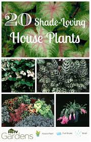 20 Gorgeous Indoor Shade House Plants Container Gardening Plants House Plants Indoor House Plants