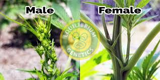 Check spelling or type a new query. Identify Male And Female Cannabis Plants Equilibrium Genetics