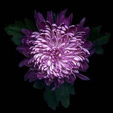 Delicious Chrysanthemum Chrysanthemum Abstract Canvas Painting Photographic Print