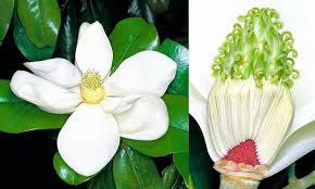 Image result for Magnoliaceae