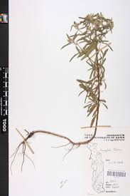 Image result for Haumaniastrum caeruleum