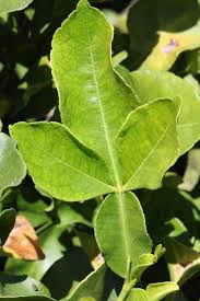 Image result for Citropsis