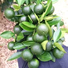 20 limau kasturi dan lemon ( mukbang malaysia). Baja Pokok Limau Subur Dan Banyakkan Buah Shopee Malaysia