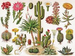 Otro de los significados que se le suele atribuir a regalar un cactus es enfrentar con buena cara hasta los peores momentos. Tienda De Cactus Y Suculentas Online Cactusworld Club