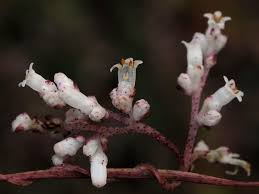 Image result for Cuscuta hyalina