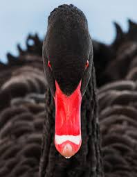Bird With Red Neck Black Swan Black Swan Bird Pet Birds Black Swan