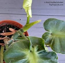 Image result for Monadenium rugosum