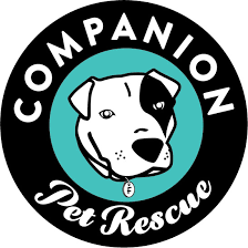 At our companions, we provide services and resources to dogs, cats, and small animals ranging from dog training to feral cat resources to subsidized veterinary care. Pets For Adoption At Companion Pet Rescue New England In Watertown Ct Petfinder