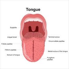Image result for cancer of tongue