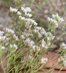 Image result for Polycarpaea corymbosa