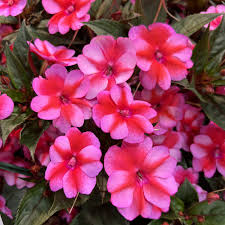 Image result for Impatiens