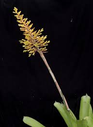 Image result for Alafia caudata