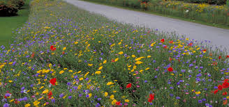 Download Why Wildflowers Matter Grow Wild