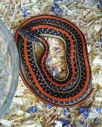 Texas Garter Snake Garter Snake Snake Lovers Beautiful Snakes