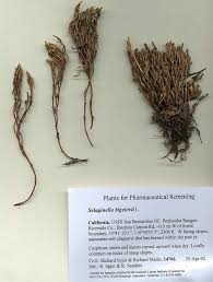 Image result for Selaginella molliceps