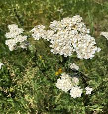 Medicinal Yarrow Salve Yarrow Medicinal Plants Salve