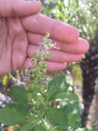 Image result for Ocimum fimbriatum