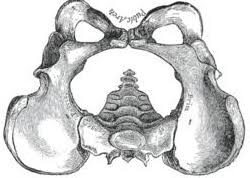 When the occiput is facing the maternal pubic symphysis, the position is termed direct occiput anterior. Left Occiput Anterior What It Means When Baby Is Loa Bellybelly