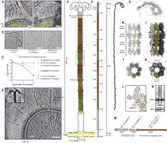 Mechanism of bacterial predation via ixotrophy | Science