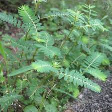 Khasiat daun dukung anak bagus untuk cepat hamil. Pokok Dukung Anak Herba Shopee Malaysia