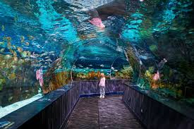 Ripley S Aquarium Of The Smokies Gatlinburg Tn Gatlinburg Vacation Tennessee Vacation Gatlinburg Aquarium