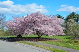 Decorate your home in celebration of. Cherry Blossoms At Arnold Arboretum Boston