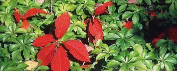 One way this happens is when strong sunlight raises the temperature of the fruit itself. Dangerous Plants Michigan Gardener