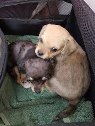 Safe karratha, karratha, western australia. Perth Chihuahua Rescue Inc Adoptions Learn More Or Apply Today