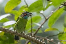 Image result for Cyanotis vaga