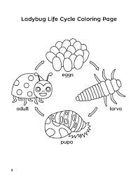 Meeting 6 Ladybug Life Cycle Coloring Page Ladybug Life Cycle Life Cycles Butterfly Life Cycle