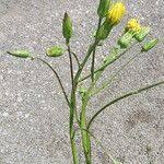 Image result for Pseudopodospermum hispanicum