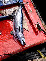 Wahoo's fish taco was created in 1988. Wahoo Wikipedia