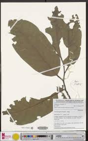 Image result for Strombosiopsis tetrandra