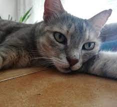 Kitten Cat Catlove Eye Bebek Kedi Kediler Cats Babyanimal Yavrukedi Sleepingcat Shot New Animal Animals Hayvan A Baby Animals Cat Love Animals