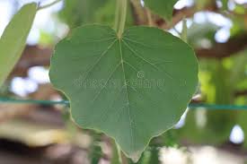 Image result for Croton macrostachyus