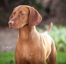 Don't miss what's happening in your neighborhood. Vizsla Breeder Registry Vizsla Breeders New York Usa Vizslas Vizsla Puppies Vizsla Breeder Registry Jayney S Creative Works Jcw