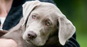 Labrador retrievers are the most popular breed in the united states and the united kingdom. Silver Lab Facts And Fun Is This Your New Perfect Puppy
