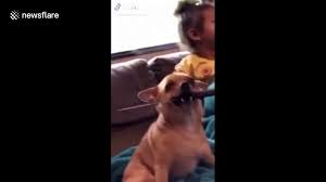 My chihuahua named guacamole with the side tongue. Small Chihuahua Carries Knife Around Its House In North Carolina Video Dailymotion