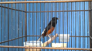 Murai batu (mb) bordan adalah istilah untuk menyebut murai batu hasil perkawinan silang antara murai batu borneo dan murai batu medan. Murai Batu Bordan Youtube