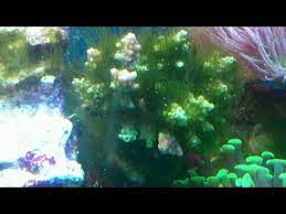 This will help kill your green hair algae (turning it. How To Remove Green Hair Algae From A Reef Tank Youtube