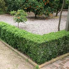 Image result for Buxus