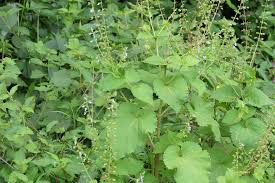 Image result for Equilabium