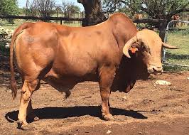 The Afrikaner Cattle Breeders 39 Society Of South Africa Cattle South Africa Africa