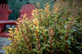 Brilliant color and refined foliageninebark are one of the easiest, most hardy decorative shrubs to grow. I Have Several Little Devil Ninebark But Don T Know Where To Plant Them Do They Lose Their Leaves In The Winter Garden Gab