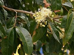 Image result for Syzygium komatiense