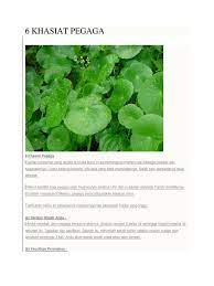 Pegaga or as its called in english indian pennywort grows in relatively moist soil. Khasiat Pegaga