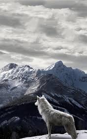 ❤ get the best wolf wallpapers on wallpaperset. 45 Live Wolf Wallpapers On Wallpapersafari