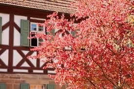 Alle objekte wohnung mieten wohnung kaufen haus mieten haus kaufen. Unbebautes Grundstuck Oder Leerstehendes Gebaude Verwaltungsgemeinschaft Baunach Herzlich Willkommen