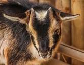 A Guide to Small Goat Breeds | Homesteading | Manna Pro